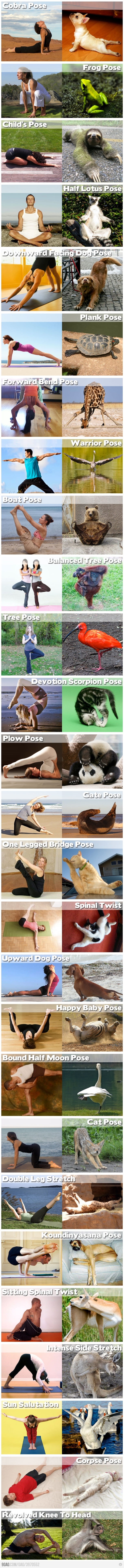 animal-yoga-positions